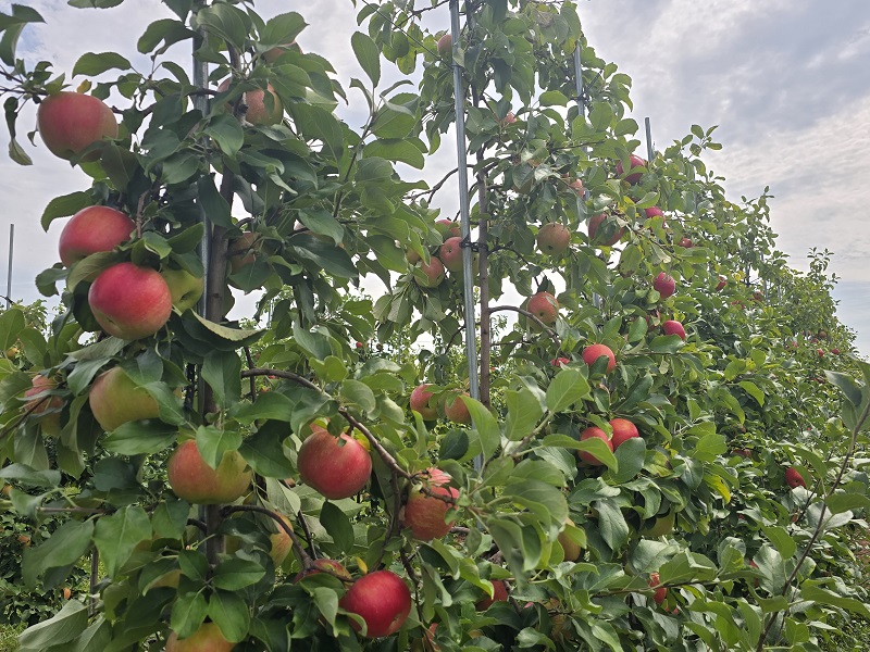 honeycrisp